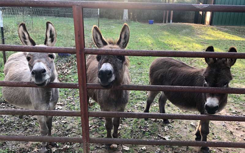 3 mini donkeys behind gate